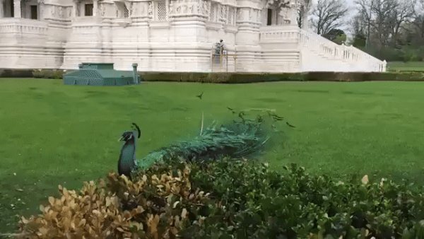 gif 1477605669