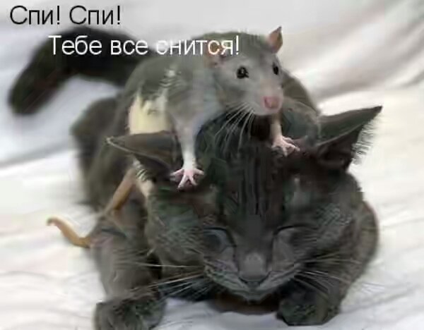 тебе снится