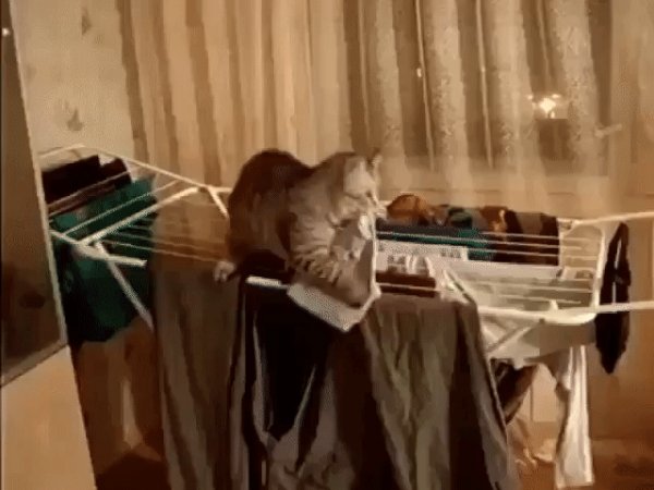 gif 1463926830