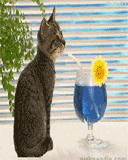 Прикольный кот