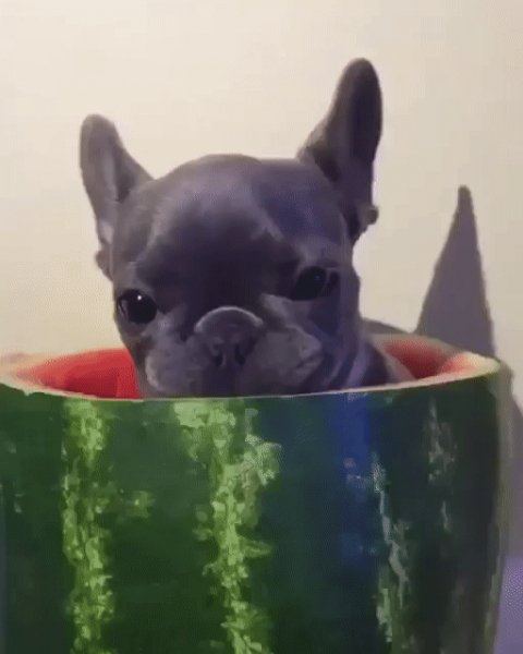 gif 1475528939