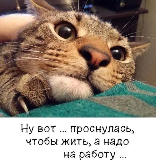 file_103231483