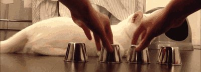 Анимашка умный кот