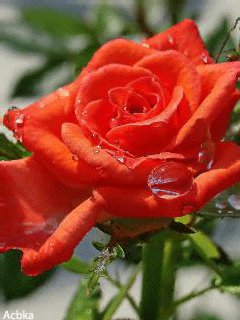 file_61446460