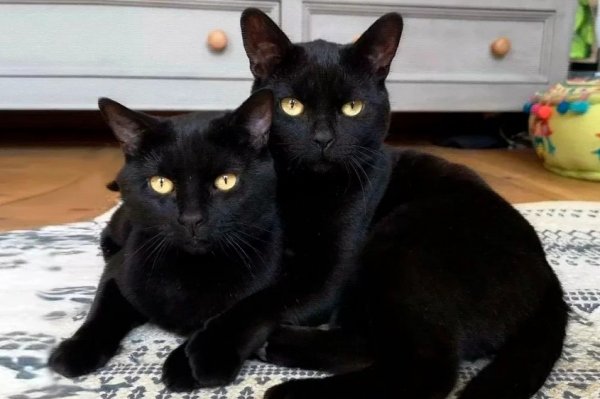 Чёрные кошки