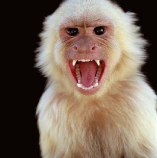 Monkey4