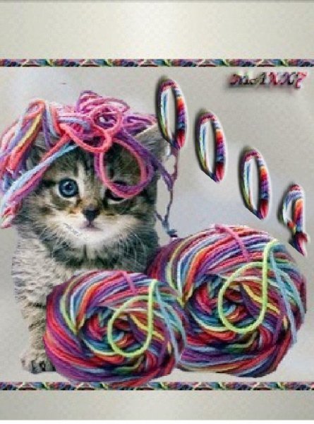 Кот
