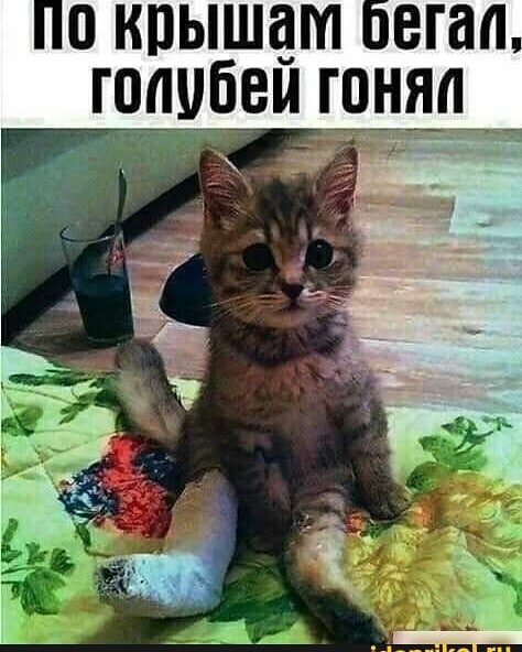 Голубей гонял