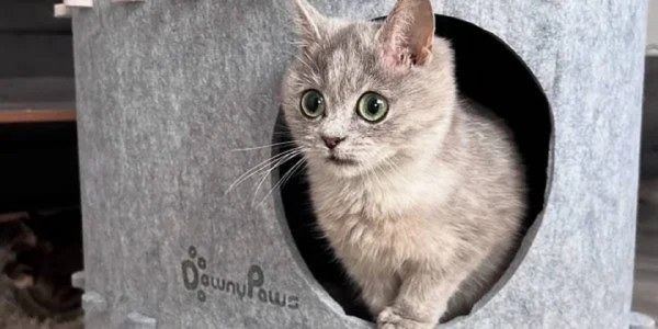 КОТЁНОК ..