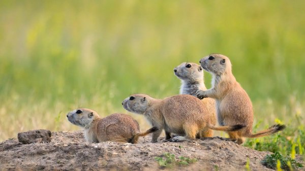 PrairieDogTown ROW3043607482 UHD
