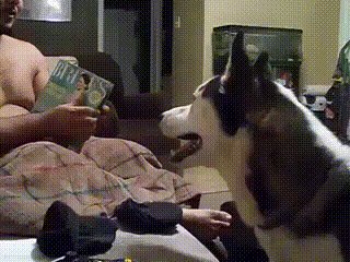 Gif fak