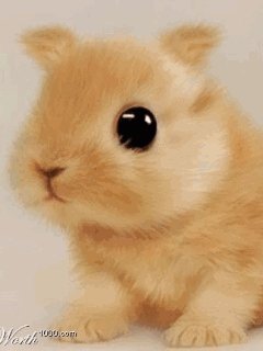 анимация зайчик