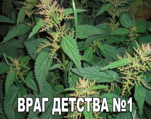 image (16)