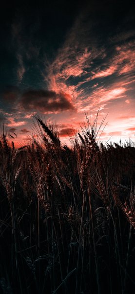 file_94497440