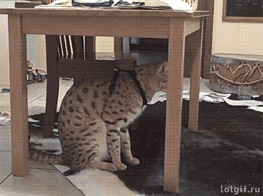Прыжок)