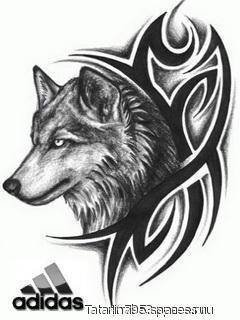 Volk-