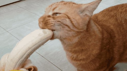 Кот и Банан
