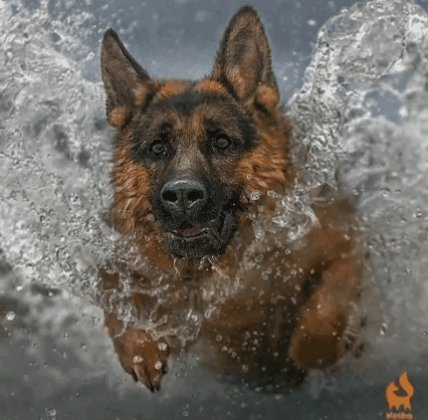 пес