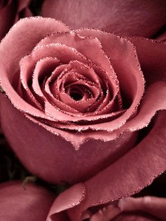 rose
