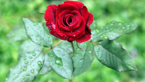 Image (38)