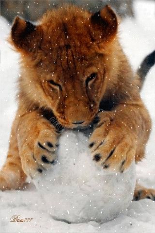 file_53503643