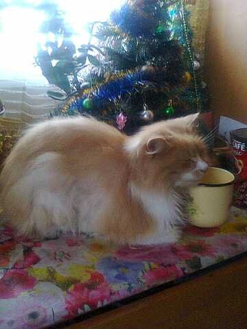 Мой (3)