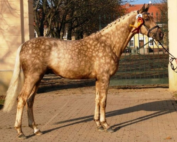 Бранденбургская (2)