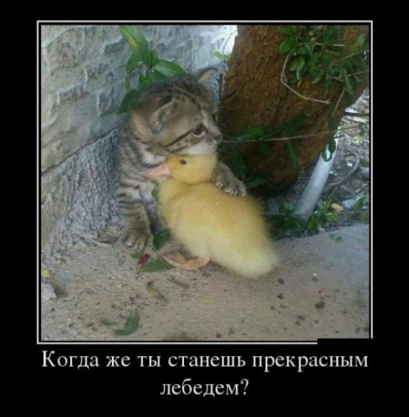 file_76950414