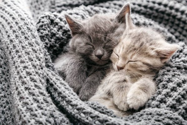 Котята спят
