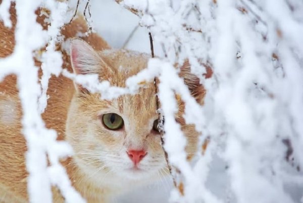 Зимние коты (21)