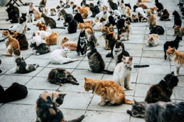 Коты