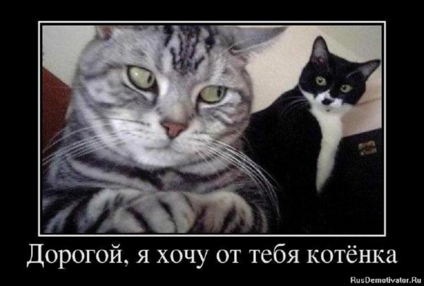 Дорогой, я хочу