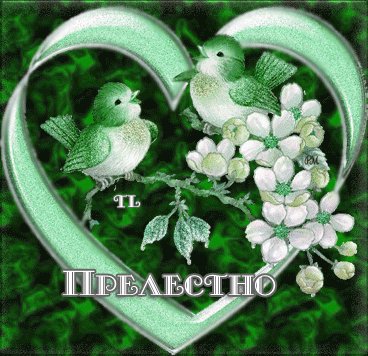 ptichki krasivo