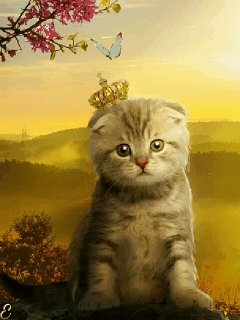 file_73064851