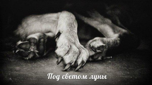 Под светом луны ( Проклятие оборотня )
