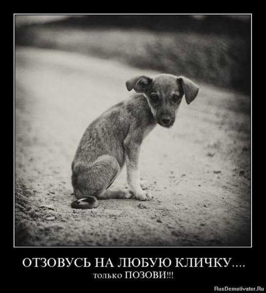 Отзовусь на любую кличку...