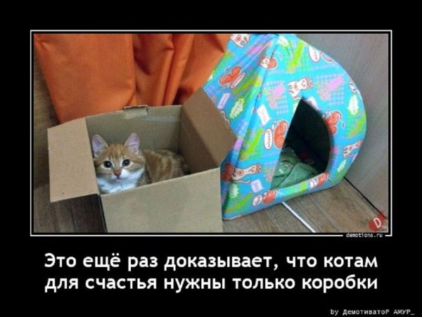 КОТАМ ДЛЯ СЧАСТЬЯ НУЖНЫ КОРОБКИ