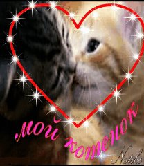 мой котенок