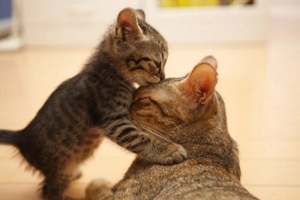 Котёнок и кошка..