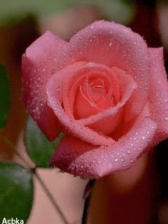 file_58131226