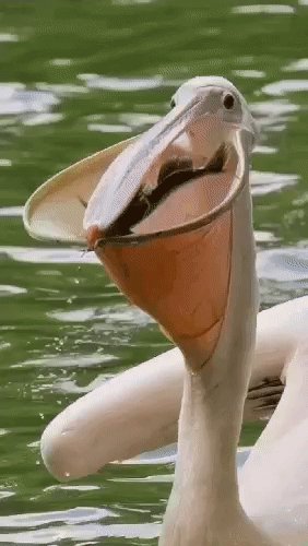 Гигантский Пеликан