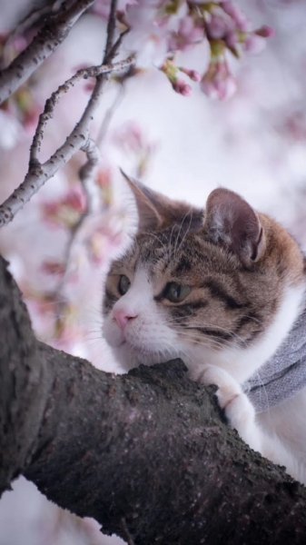 Кот на дереве