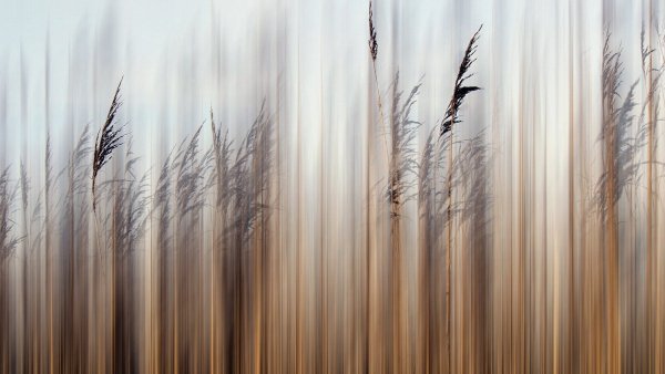 Imagej (18)