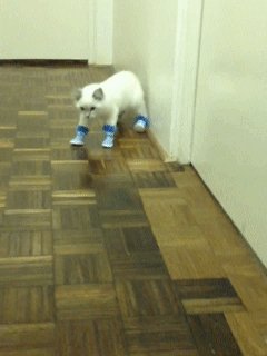 Котэ бедолага