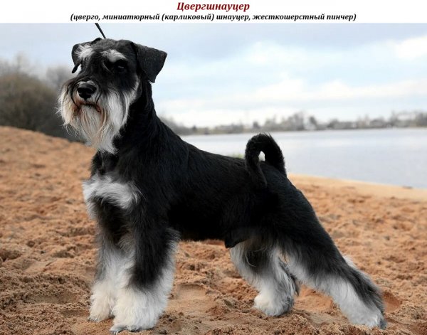 Цвергшнауцер