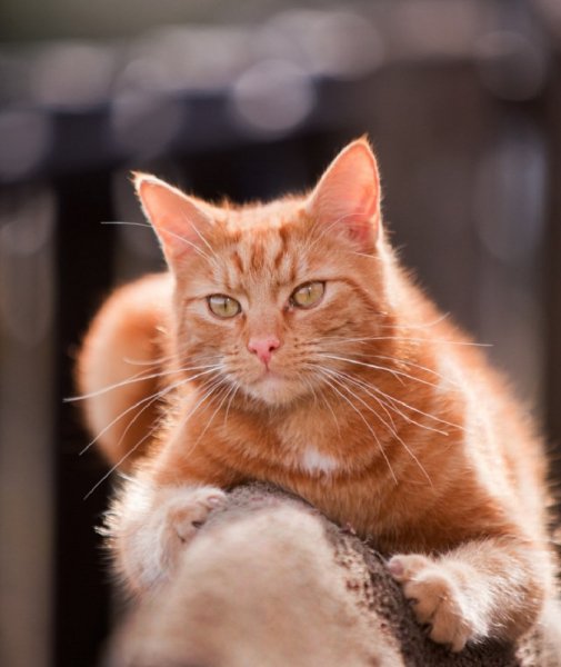 Рыжая кошка