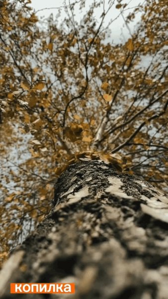 file_95116532