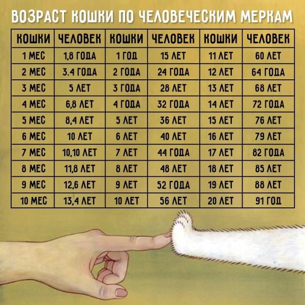 Возраст кошки