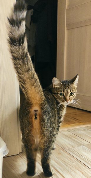 Хвост трубой