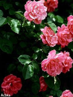 file_59517402